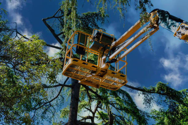 Best Emergency Tree Removal  in Durant, IA