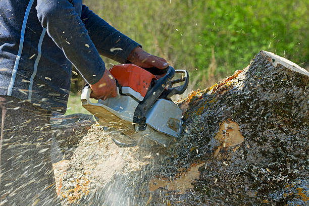 Best Lawn Disease Treatment  in Durant, IA
