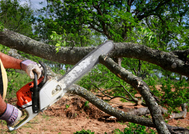 Best Tree Disease Treatment  in Durant, IA